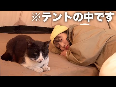 【ソロキャンプ】猫がウチのテントに住み着いたんだがwwww