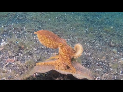 Weird and wonderful marine life from Indonesia