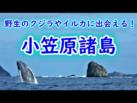 野生のクジラやイルカに出会える！小笠原諸島