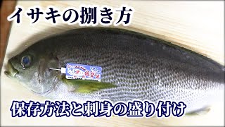 イサキの捌き方【保存方法】と【刺身の盛り付け】のコツを紹介