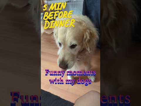 The funny moments with my dogs #dogs #goldenretriever #funny