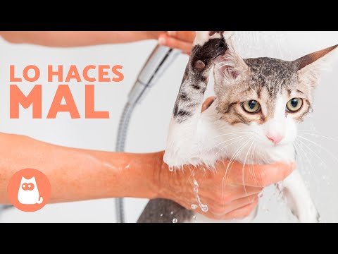 7 ERRORES que COMETES al BAÑAR a tu GATO 🐱🚿 ¡No lo Hagas Más!