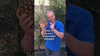 Grow a pineapple from the supermarket #growyourownfood #growyourgroceries #growyourown