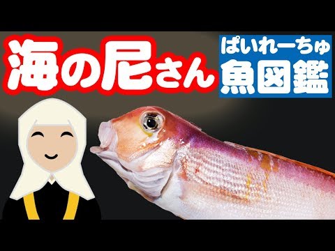 【魚図鑑　アマダイ】沖釣り オキアミをエサに片天秤で！皮が美味しい？昆布締めがオススメ！