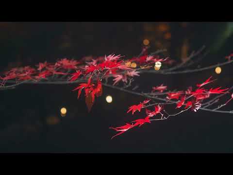 北野天満宮もみじ宴（紅葉）と夜景（ZV-E10）