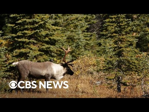 The fight to protect a reindeer species