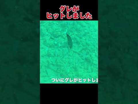 水中から見る魚のヒットシーン#釣り#沖縄#水中映像