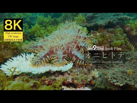 【8K 水中映像】サンゴを食害するオニヒトデ / Crown-of-thorns starfish / Acanthaster planci