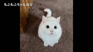 ネコの最高すぎるリアクションまとめ #もふもふ #癒され隊 #かわいい