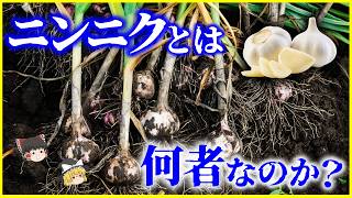 【ゆっくり解説】摂りすぎると危険!?「ニンニク」とは何者なのか？を解説/にんにく注射はニンニクじゃない!?大蒜と人類の歴史