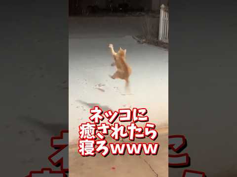 ネッコの動画で癒されたら寝ろｗｗｗ　#2ch #2chまとめ 動物スレ #2ch面白いスレ #動物 #犬 #猫 #癒やし #ねこ動画