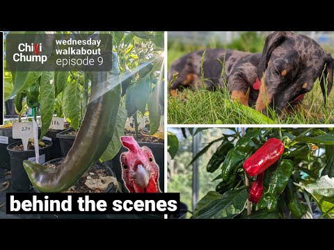 Chickens, Chillies & Water Woes: Wednesday Walkabout