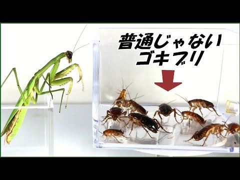 蟻戦争Ⅲ＃217 「世界で一番辛いグミ」を食べたゴキブリがカマキリに出会うと、新しい生物が誕生する・・・？編～Red roach and …～