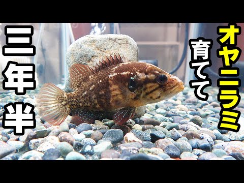 川魚の飼い方、水槽の作り方！【オヤニラミ・モクズガニ】