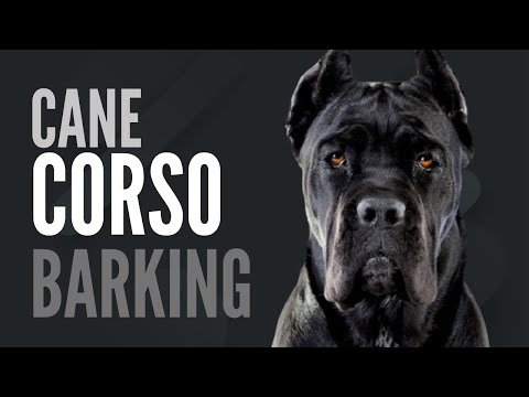 Cane Corso - Barking Sound FX (High Pitch)