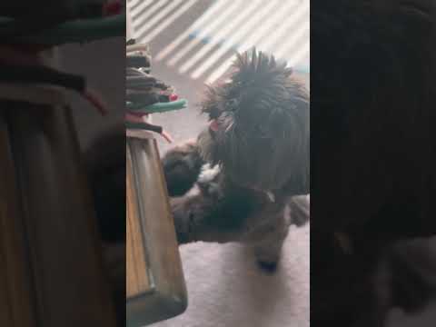 Gucci tries to get their toy#dogs