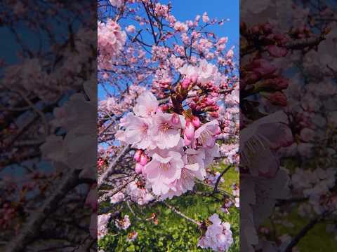 The sakura near my home bloomed early and the next day, this tree was empty after a windy storm.