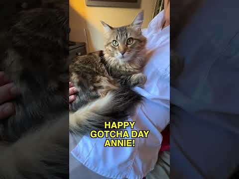 Annie’s Gotcha Day | Two Crazy Cat Ladies