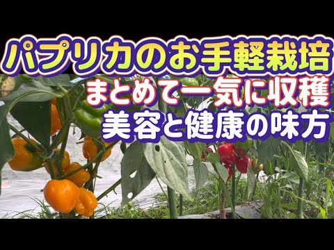 【スーパーフード野菜パプリカ】小さな場所でも栽培出来る速く収穫可能なミニパプリカ！