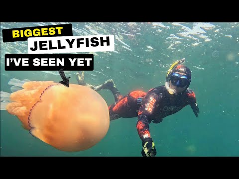 BIG JELLYFISH • TINY Boat 🏴‍☠️ Pocket Rocket EXPLORING (SIB) 🪼