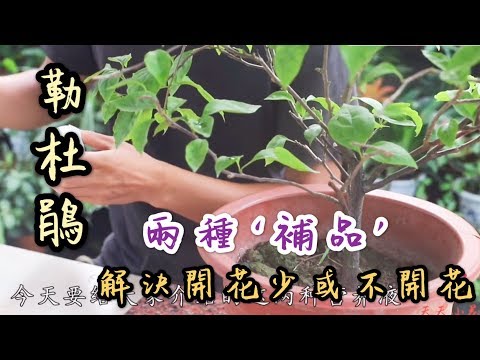 【天天小花農】勒杜鵑花期開花少或不開花，澆水加入這兩種補品，效果很棒！