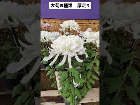 【たけふ菊人形】大菊の種類 菊にもいろいろ種類があるの知りませんでした