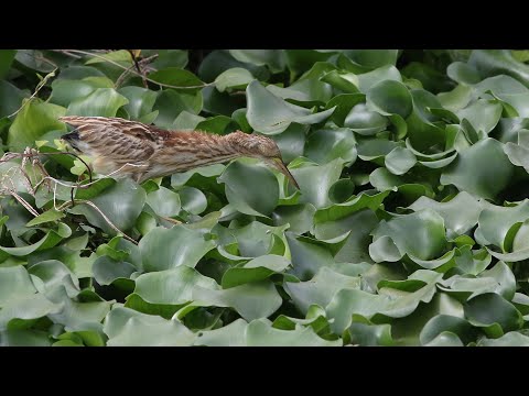 林邊鄉的黃小鷺Ixobrychus sinensis （2024 12 16）