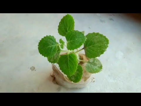 How to grow Ajwain leaves plant from cutting (easymethod)