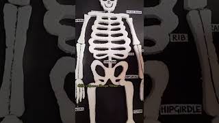 Human Skeleton| 3D thermocol Model| 3D Skeleton Model#shorts #ytshorts #viral#skeleton #viralshorts