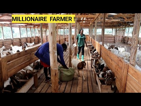 Best Ways To Feed GOATS In A Simple Goat Farm Business! | Best feeds, New Lambs(ROUTINE)