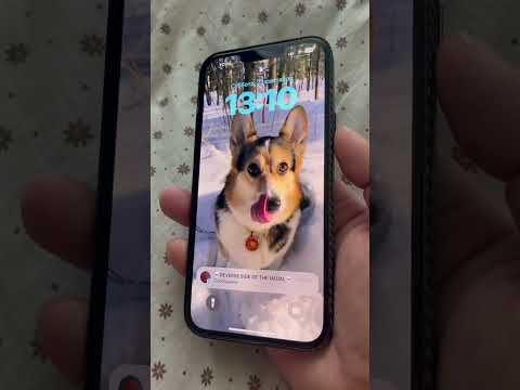 СМЕШНЫЕ ЖИВОТНЫЕ | НОВАЯ ФИШКА IOS17 НА АЙФОНЕ | ЖИВЫЕ LIVE ФОТО НА ЗАСТАВКЕ #dog #iphone #ios