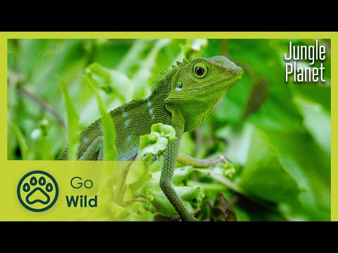 Life Awakens | Jungle Planet 1/26 | Go Wild