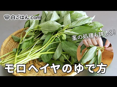 モロヘイヤの下ごしらえとゆで方/茎の下処理も詳しく紹介！