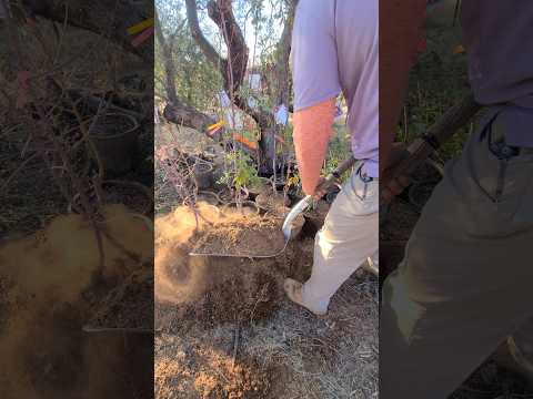 Mulching potted fruit trees through the winter! #fruittreecare #mulching #compost