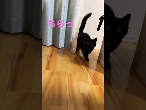 カーテンの陰からまん丸な目で寄ってくる黒猫