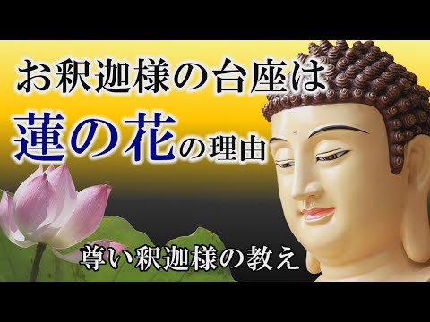 【ブッダ】蓮の花に秘められたお釈迦様の深い教え｜蓮の花３つの特徴【spiritual】