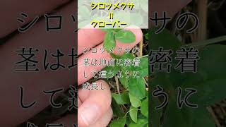 よく見るけど知らない草花の名前⑥ 【クローバー】 #シロツメグサ