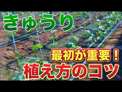 【きゅうり栽培】最初が肝心！植え付け前にコレやると苗が大きく育ちます！（肥料の選定、畝作り、苗の植え付け）