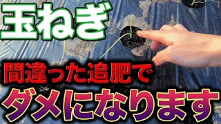 【ちょっと待って】正しい追肥をすることで大きな玉ねぎに育ってくれます