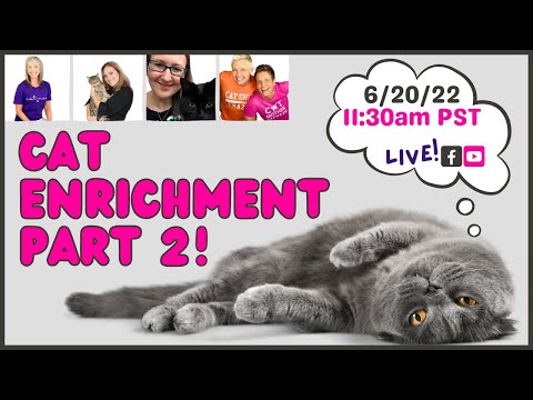 Cat Enrichment Round Table Event (Part 2) | Two Crazy Cat Ladies