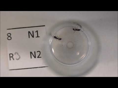 Comparing ant behaviour indices for fine-scale analyses