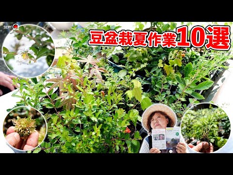 Introducing 10 mame bonsai works to be done in summer [Bonsai Q]