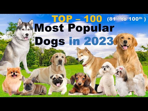 Top 100 Most Popular Dogs in the Philippines, Rank 81st to 100th.