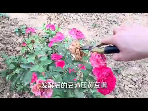 玫瑰老桩这样养，记住4点，新芽蹭蹭长，花苞呼呼冒，笋芽一大堆