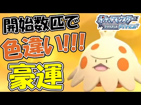 開始数匹で色違いを出す男の生配信【ポケモンダイパリメイク】