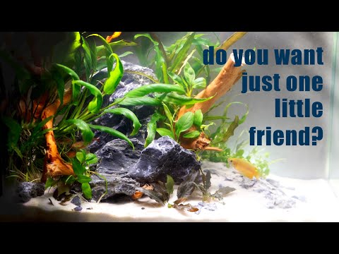 These Nano Fish LOVE Being Alone in A Nano Tank! (Alternatives to A Betta)