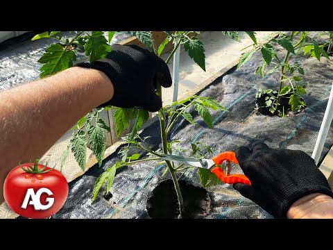 Don't remove suckers from tomatoes until you watch this video!