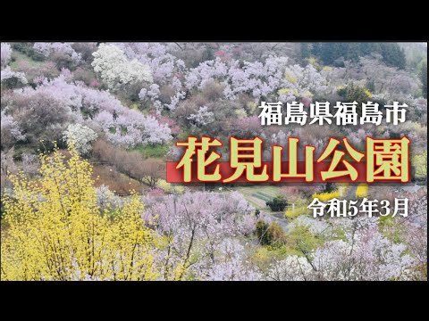 【花見山公園】3月　福島県福島市　「福島の桃源郷」と呼ばれる場所を案内しています