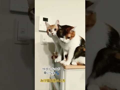 かわいいんか！猫たち　#三毛猫#茶とら #猫のいる暮らし #funny