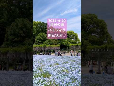 2024長居公園のネモフィラ絶景行ってきた❗✨200円のみ💕🥰 #長居公園 #ネモフィラ  GWの5月6日（月・祝）まで♪ #Shorts #開花状況  #gw #長居植物園